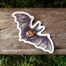 Load image into Gallery viewer, Townsend's Big-Eared Bat Vinyl Sticker