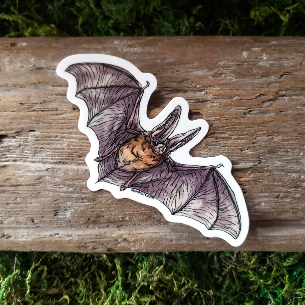 Townsend's Big-Eared Bat Vinyl Sticker