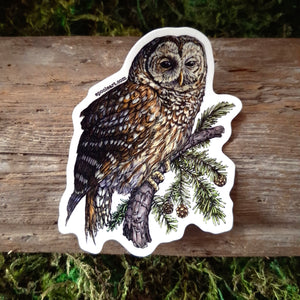 Barred Owl Vinyl Sticker