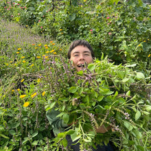 Load image into Gallery viewer, Person hugging a large armful of fresh herbs in a garden setting
