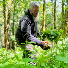 Load image into Gallery viewer, Man with a beard and heavy gloves, picking stinging nettle plants in a forest.
