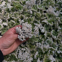 Load image into Gallery viewer, Hand holding a cluster of white yarrow flowers against a background of yarrow cuttings
